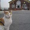 KITTY!!! Adorable Cat Washes Up On Governors Island